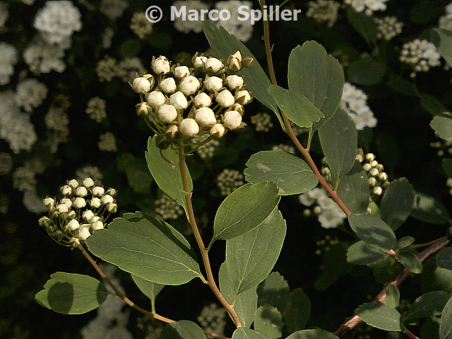 Arbusto fiorito da determinare - Spiraea crenata